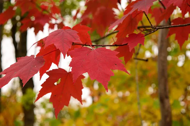 Acer Rubrum Leaves