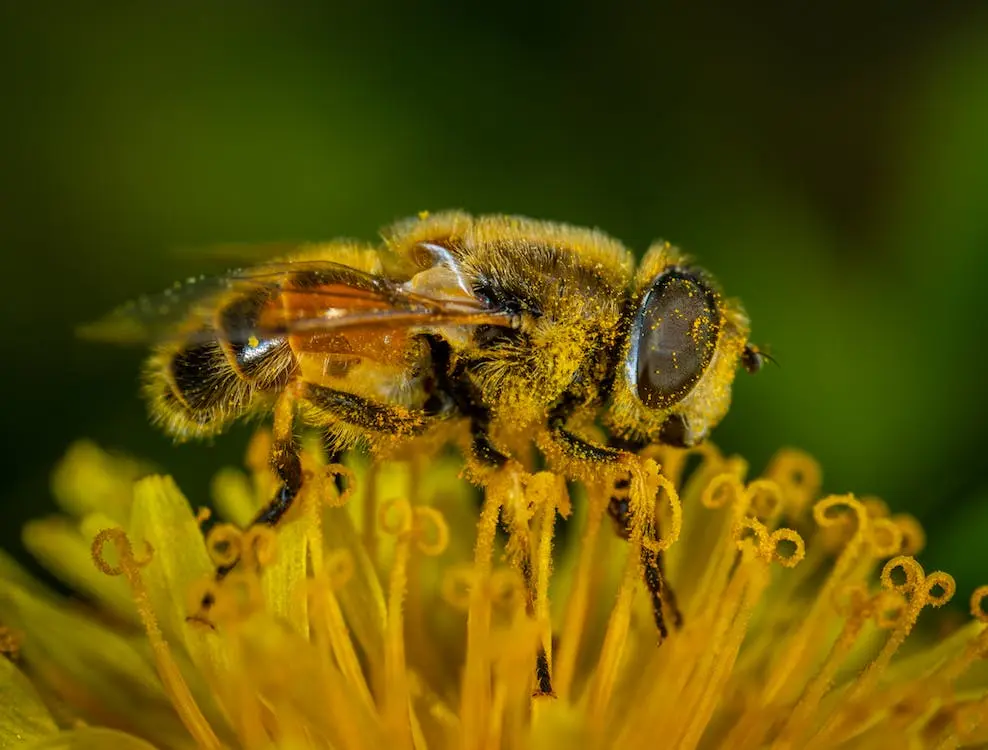 Closeup of a bee harvesting pollen