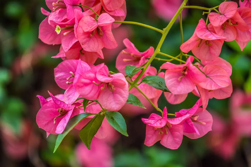 Bougainvillea