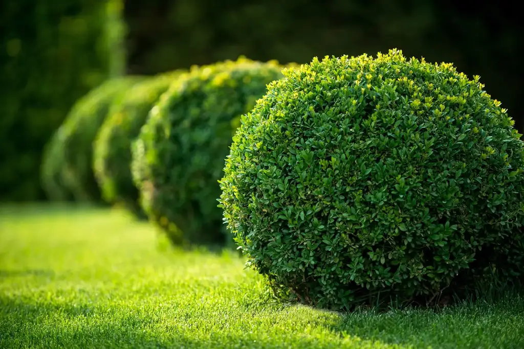 Boxwood shrub