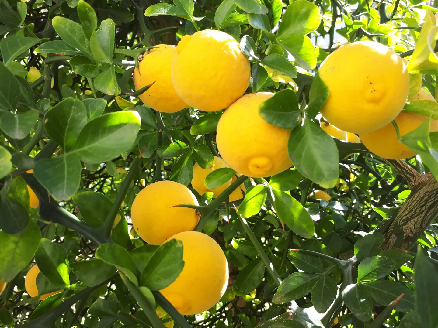 Citrus Tree