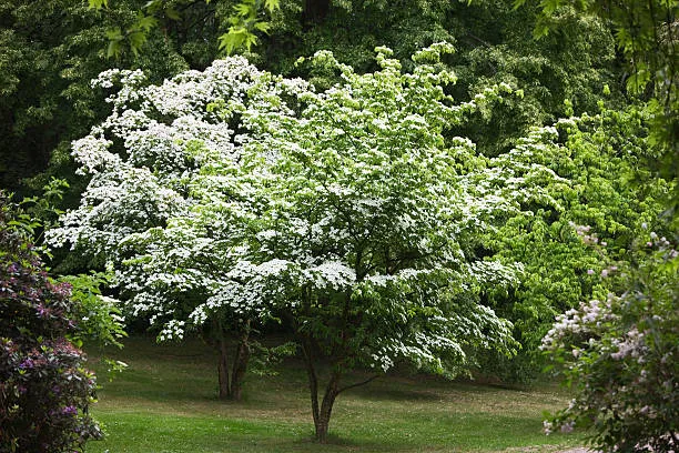 Dogwood Tree