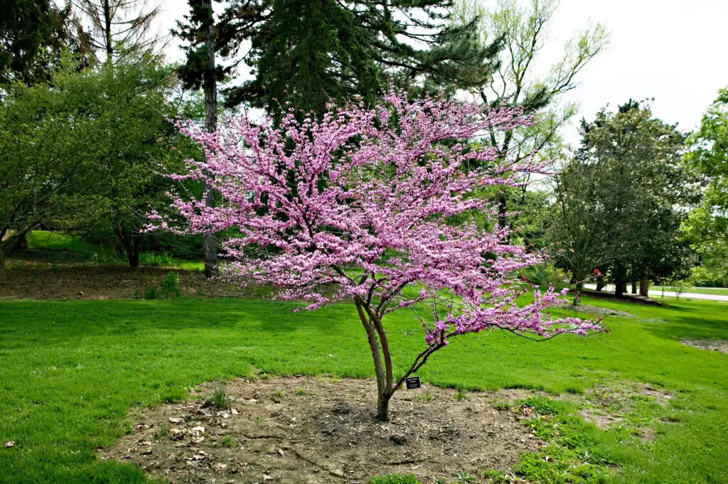 Eastern Redbud Tree in Summer