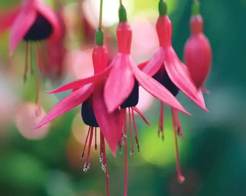Closeup of pink and purple Fuchsias