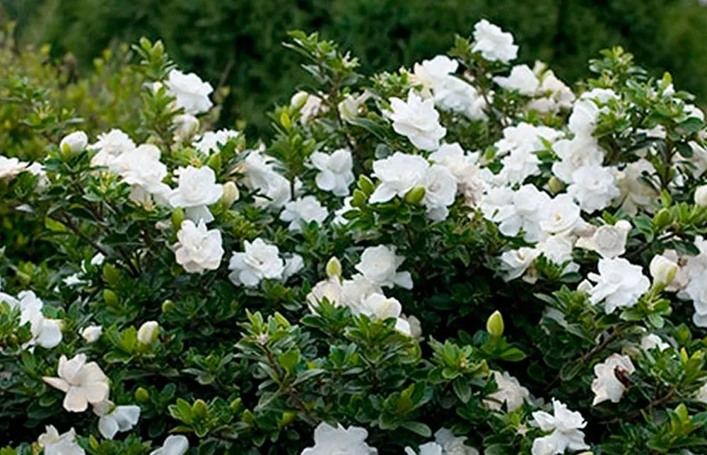 Gardenia Jasminoides