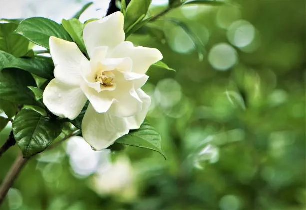 Gardenia Jasminoides