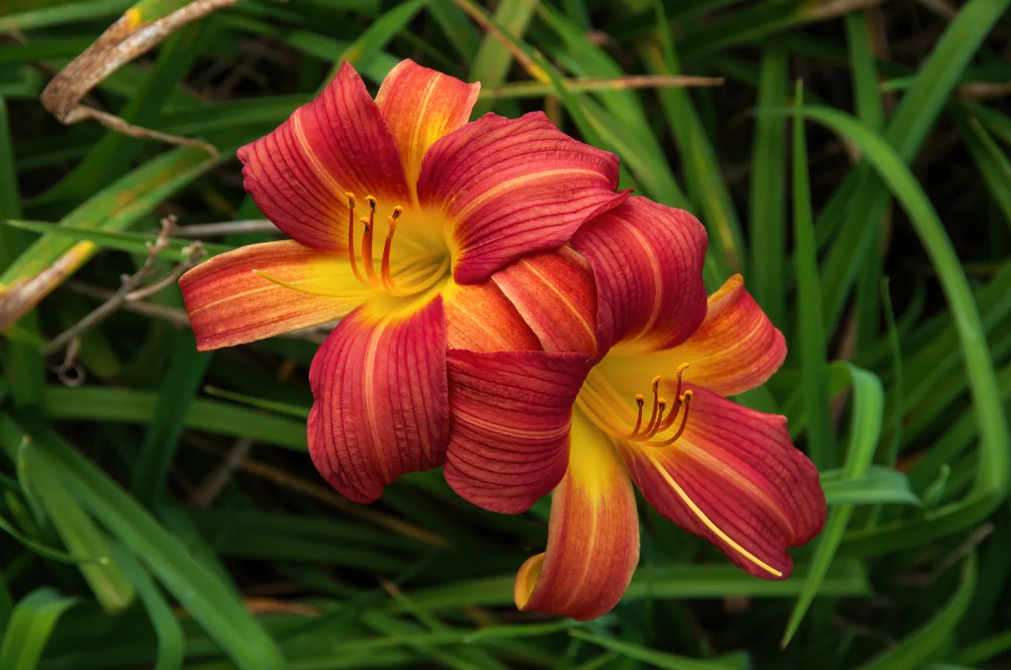 Hemerocallis flower