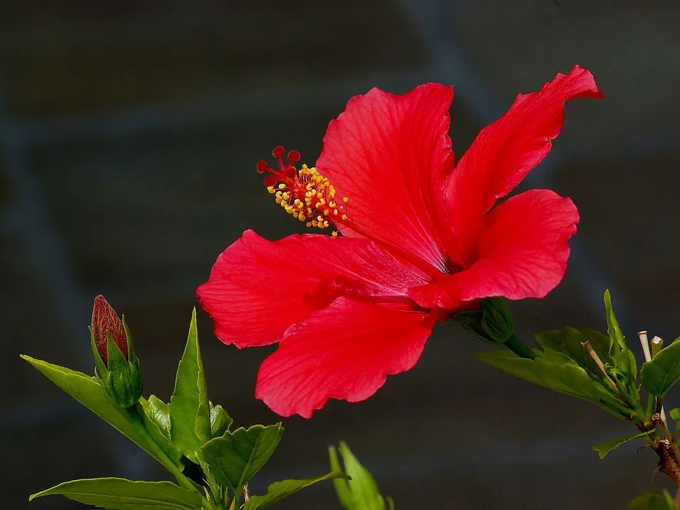 Hibiscus rosa-sinensis