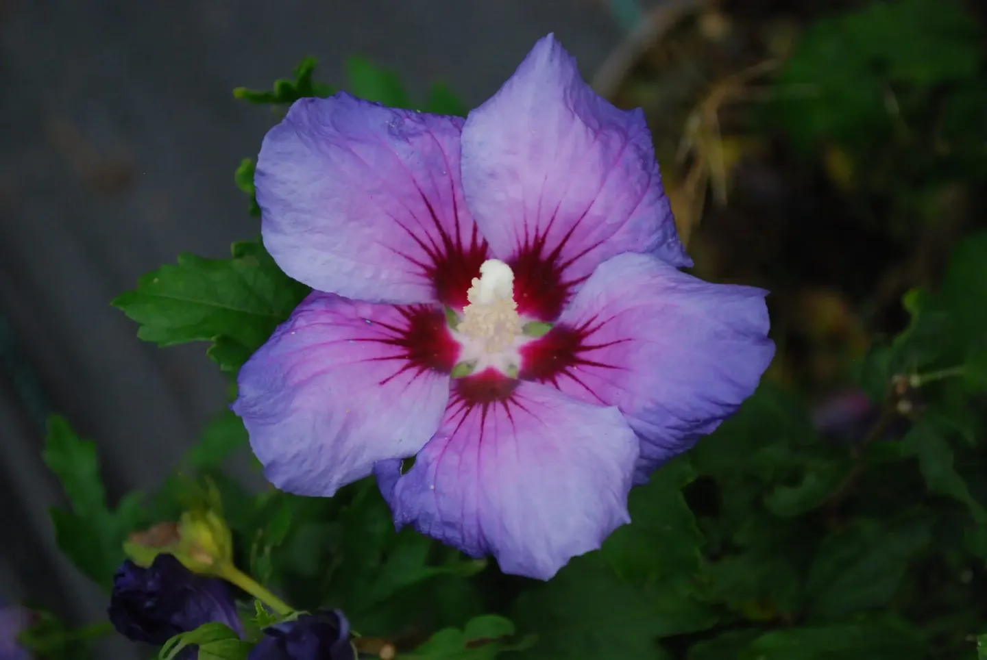 Beautiful purple Hibiscus in bloom