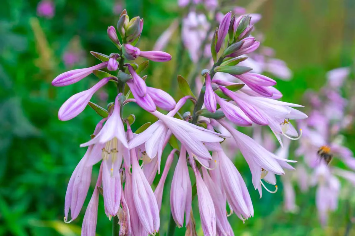Flowering Hosta