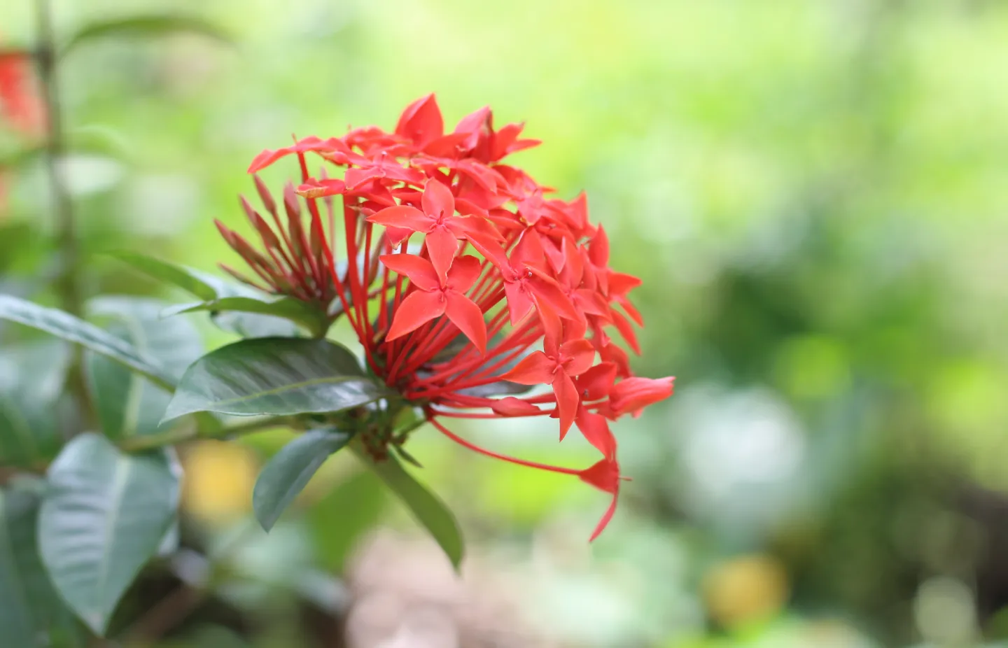 Ixora Coccinea