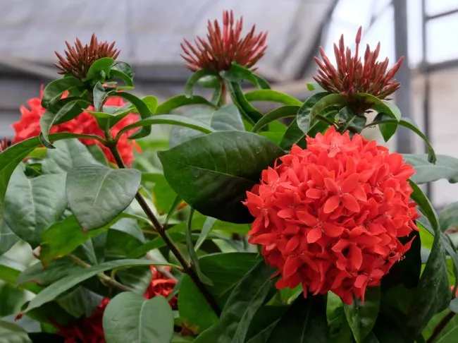 Ixora coccinea
