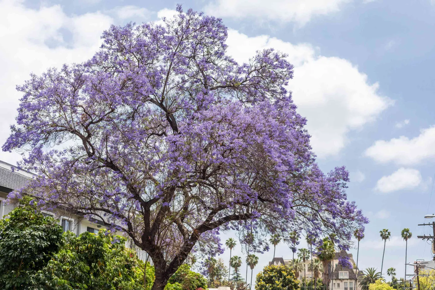 Jacaranda Mimosifolia