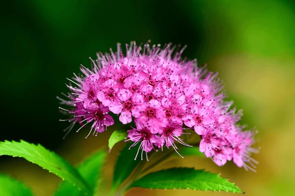 Japanese Spirea