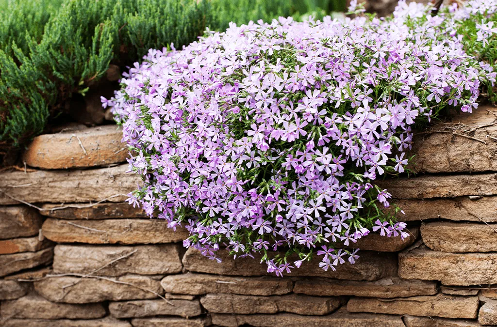 Phlox