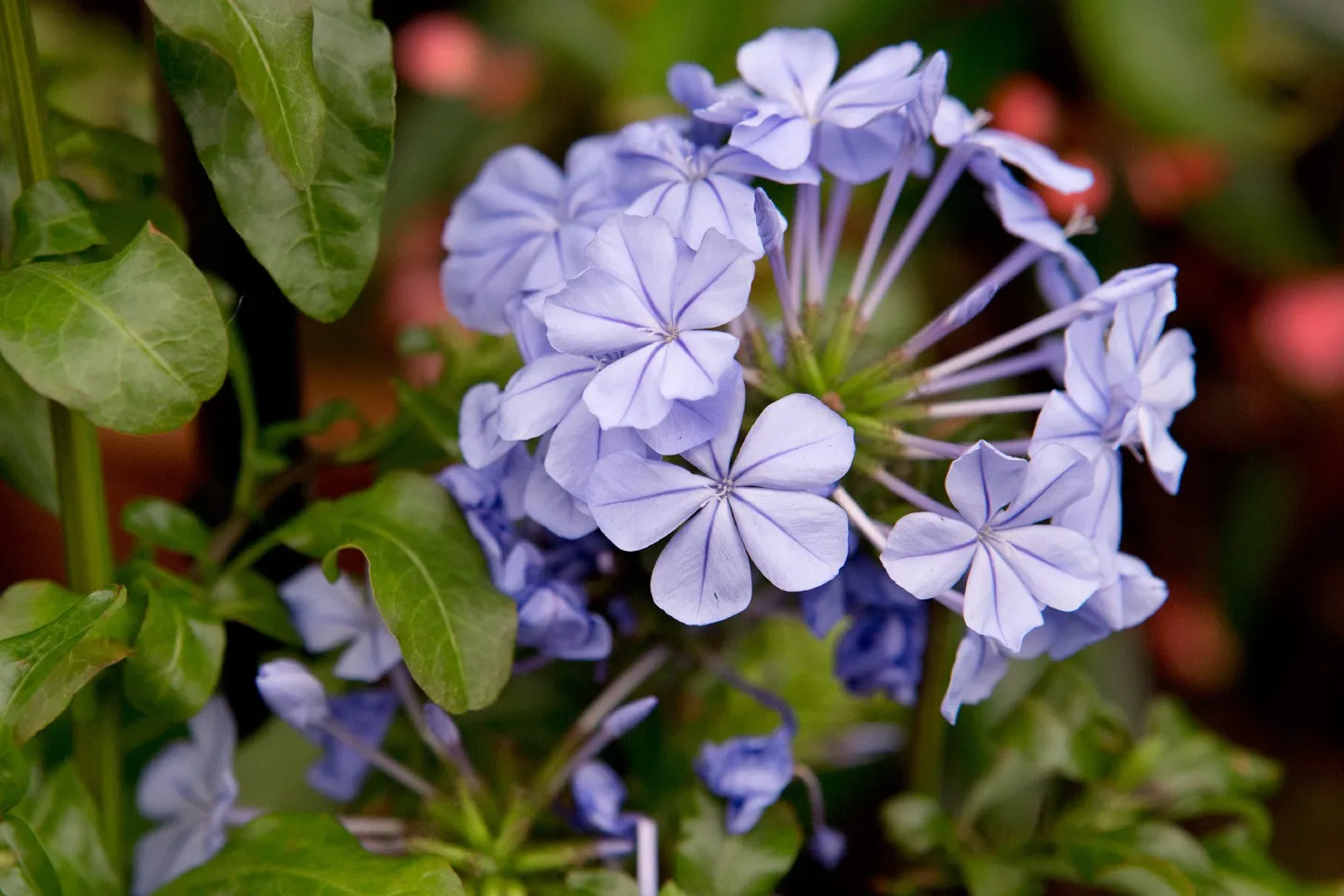 Plumbago auriculata