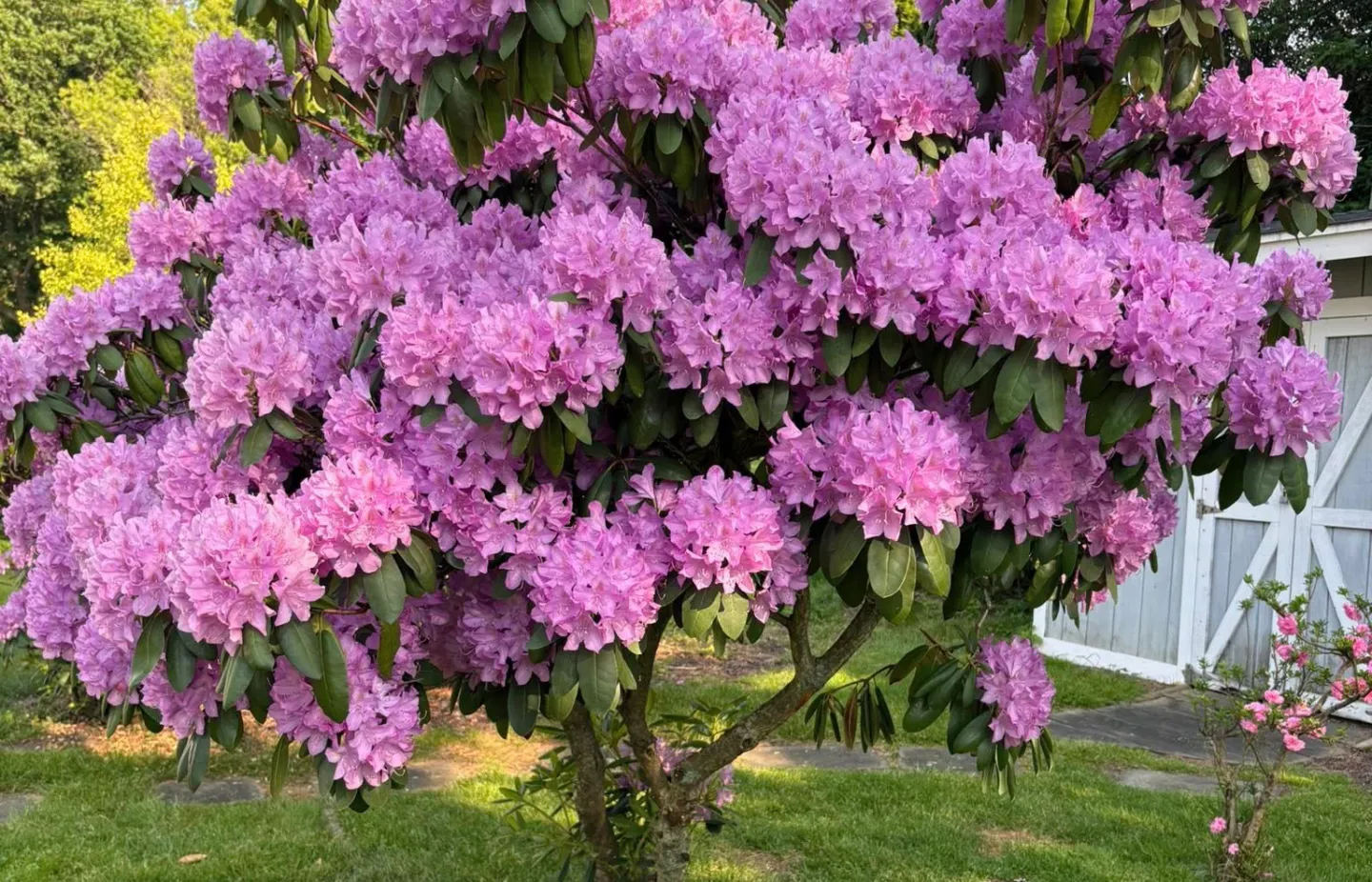 Rhododendron