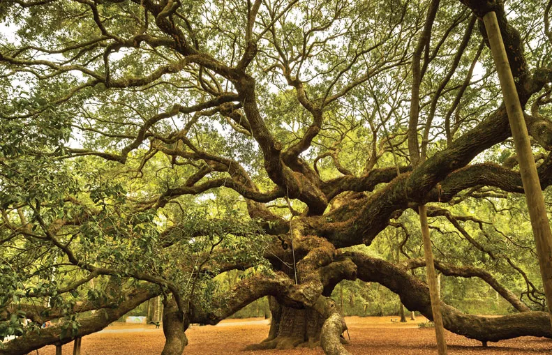 Southern Live Oak