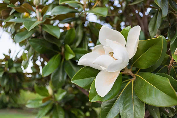 Southern Magnolia Flowers