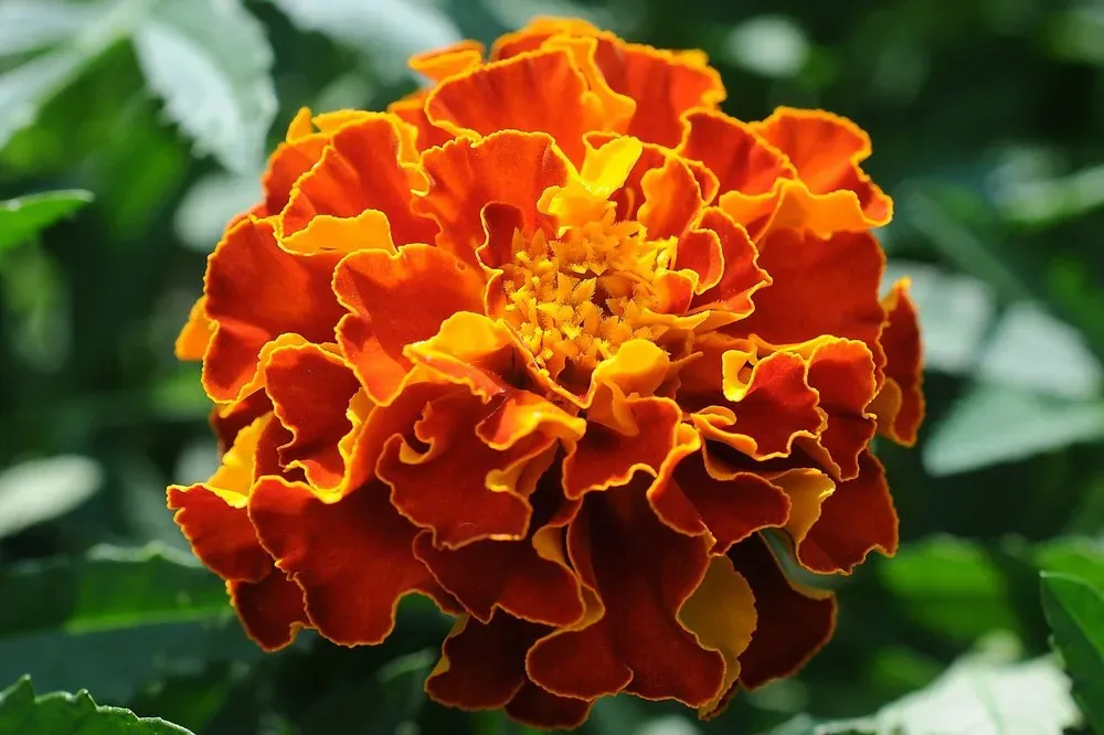 Tagetes (Marigolds)