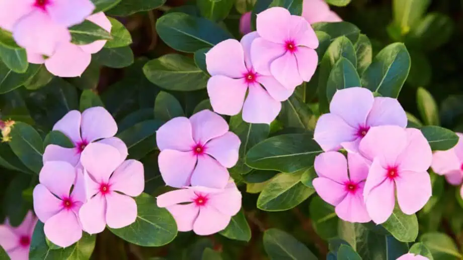 Vinca Flowers
