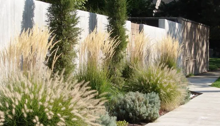 Architectural plants used in contemporary garden design