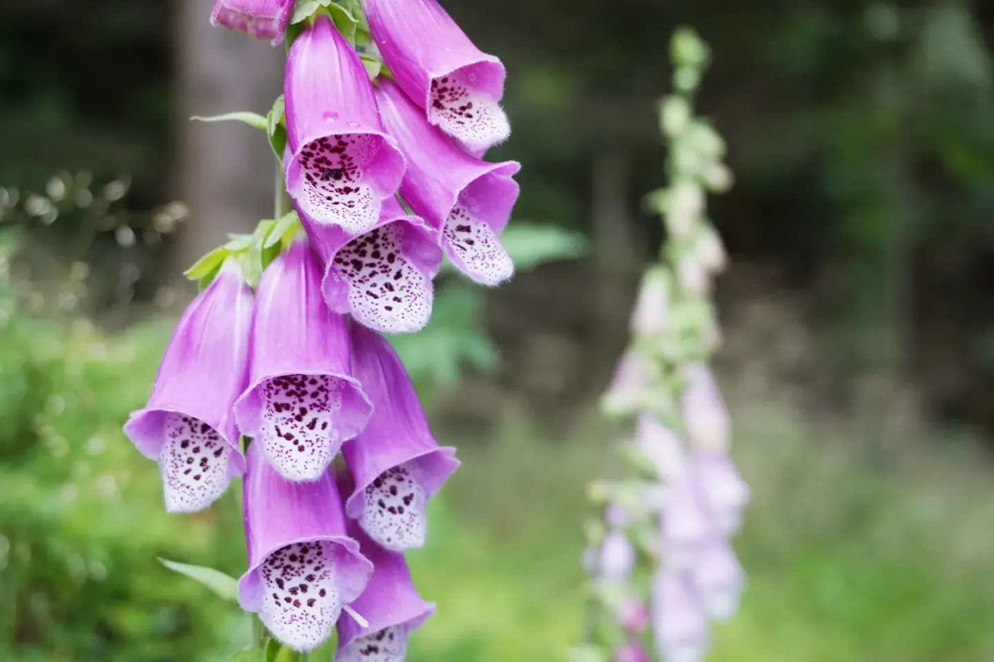 Common Foxglove flower