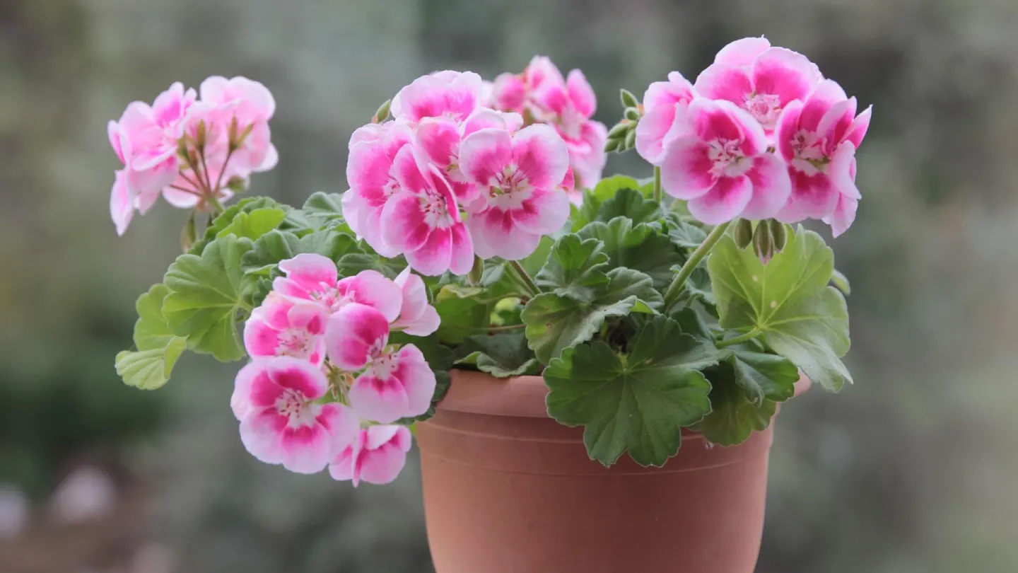 Geranium flowers