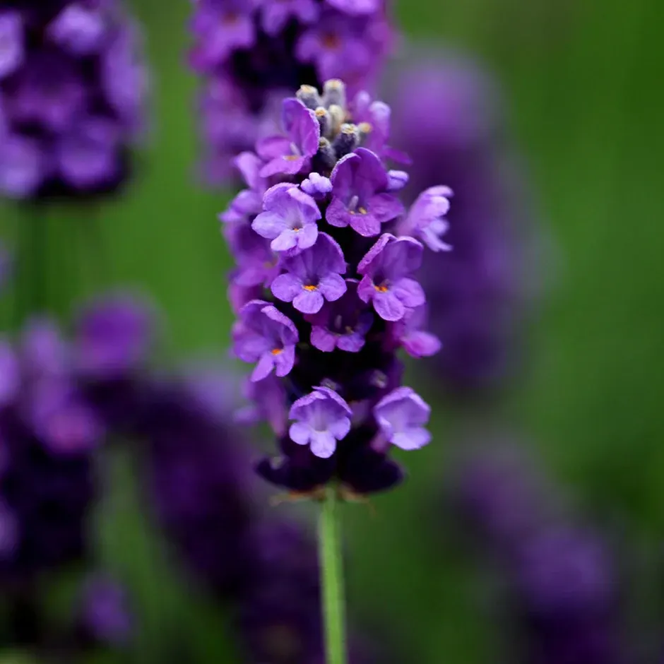 Close up of the delicate lavender flowers