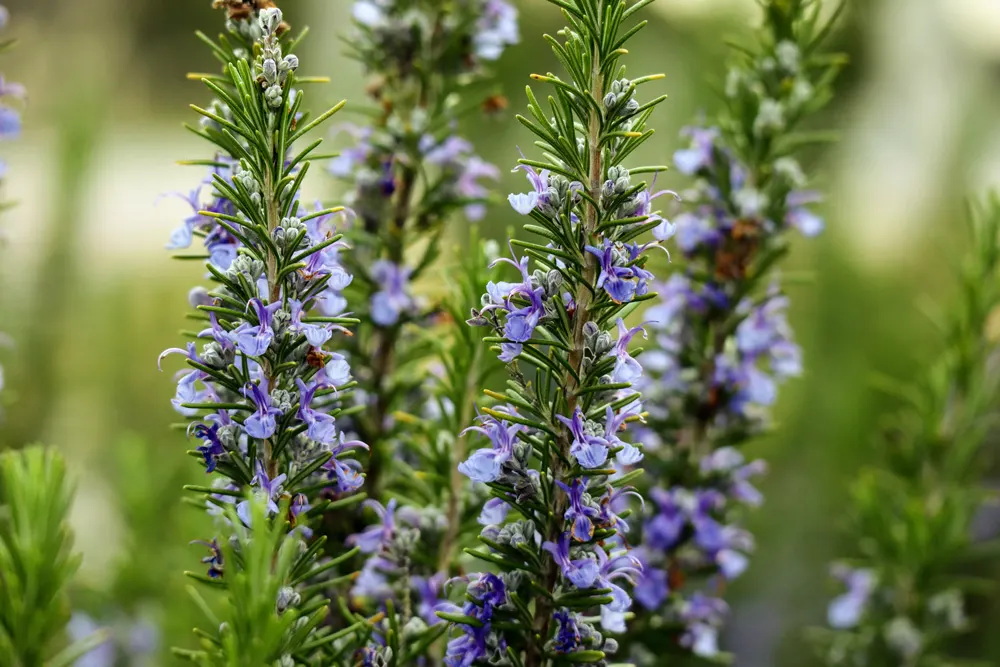 Rosemary with blue white blooms