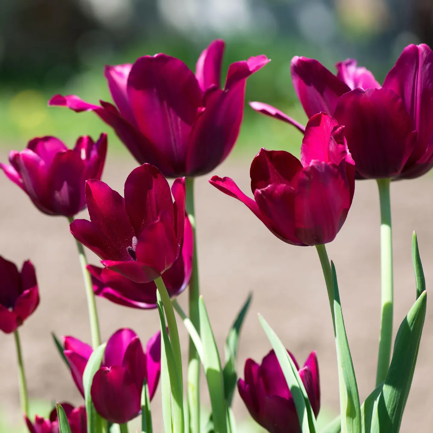 Burgundy Tulips